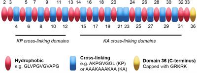 Tropoelastin and Elastin Assembly